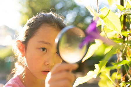 A girl observing morning glory flowers with a magnifying glassの写真素材