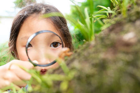 A girl looks at a cicada shell with a magnifying glassの写真素材