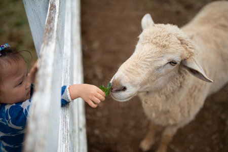 A girl feeding sheep through a fenceの写真素材