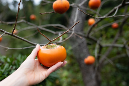 Female hands harvest and hold persimmons