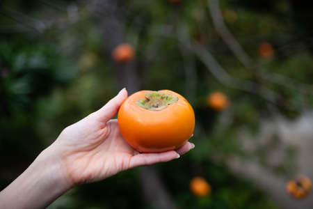 Female hands harvest and hold persimmonsの写真素材