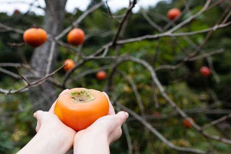 Female hands harvest and hold persimmonsの写真素材
