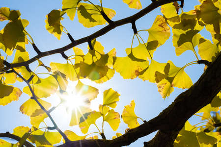 Clear autumn sky and leaves of ginkgo treesの写真素材