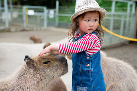 Little girl touching the capybaraの写真素材