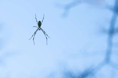 Nephila clavata ambushing in a spider webの写真素材