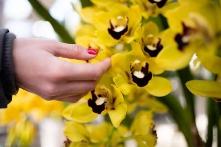 Female hand touching a flowerの写真素材