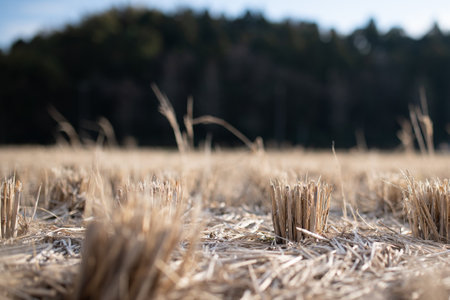 Winter rice fields after harvesting riceの写真素材