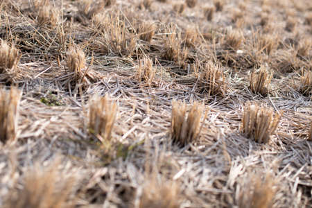 Winter rice fields after harvesting riceの写真素材