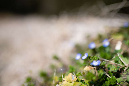 Persian speedwell that grew naturallyの写真素材