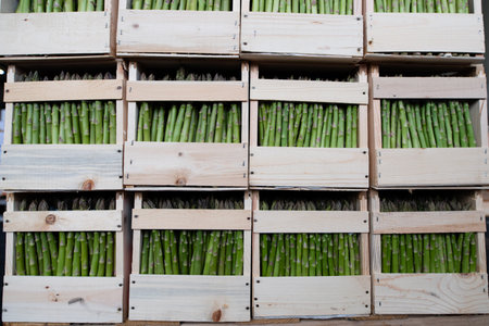 Lots of asparagus in a wooden boxの写真素材