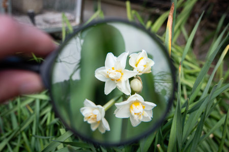 Enlarge daffodil flowers with magnifying glass