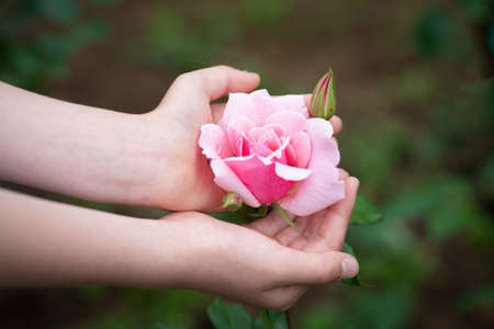 Child's hand touching a pink roseの写真素材