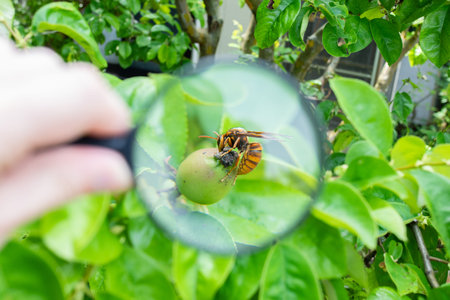 Seeing wasps with a magnifying glass