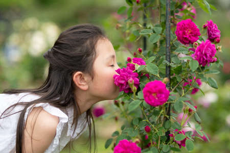 A girl who smells the scent of rosesの写真素材