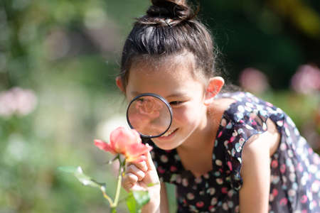 A girl looking at a pink rose with a magnifying glassの写真素材