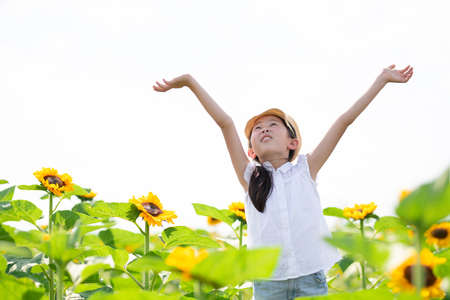 Girl opens arm in sunflower fieldの写真素材