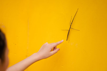 A child who found a stick insectの写真素材