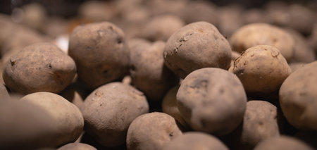 A lot of potatoes with soilの写真素材