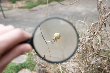 Magnifying a morning glory seed with a magnifying glassの写真素材