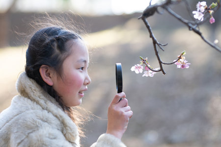 A girl who sees cherry blossoms with magnifying glassの写真素材