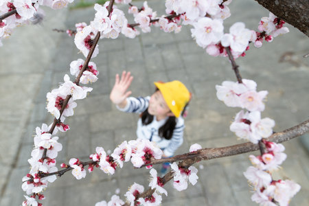 Elementary school student looking up at cherry blossomsの写真素材