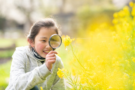 Girl looking at rape blossoms with a magnifying glassの写真素材