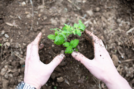 Hand of a man planting seedlings