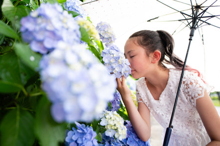 A girl who smells the scent of hydrangeasの写真素材