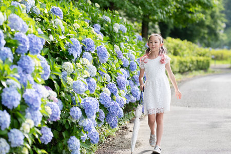 Girl walking on the road where hydrangea bloomedの写真素材