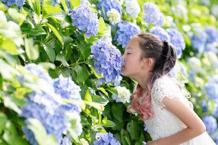 A girl who smells the scent of hydrangeasの写真素材