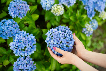Female hand touching hydrangeaの写真素材
