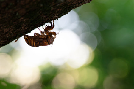 cicada shell