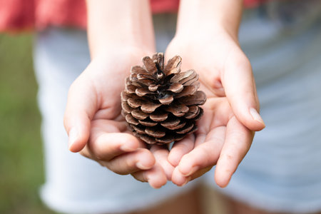 Little girl holding a pine cone in her hands, close-upの写真素材