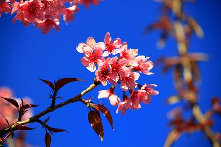 Pink flowerの写真素材