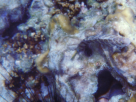 Fish, rocks and coral