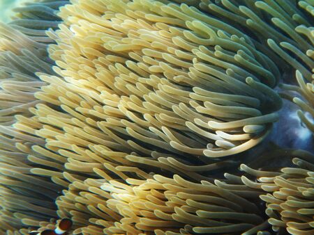 Cartoon fish and sea anemoneの写真素材