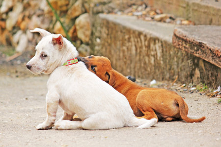 Dogs are teasing
