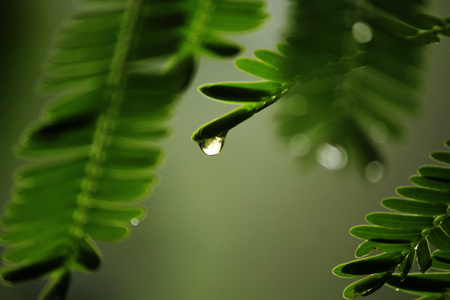 Water drops on leaves in rainy seasonの写真素材