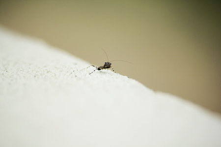 Small insect with legsの写真素材