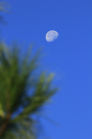 Moon and daytime pine leavesの写真素材