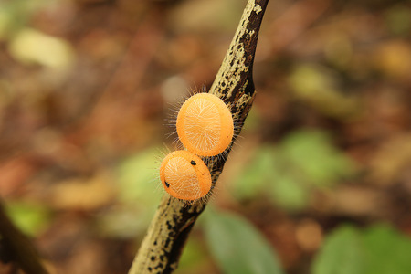 Champagne orange mushrooms on the branches.の写真素材