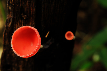 Champagne orange mushrooms on the branches.の写真素材