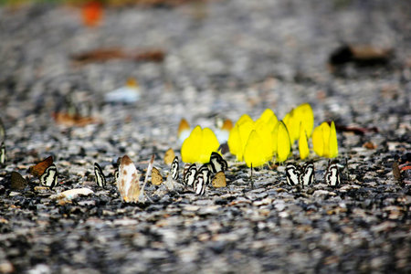 Common Grass Yellow Butterfly andButterfly The Common Pierrot