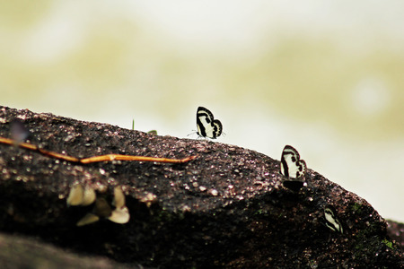 Butterfly The Common Pierrotの写真素材