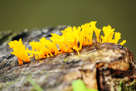 Yellow fungus on the logの写真素材