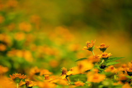 Yellow flower gardenの写真素材