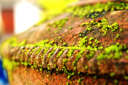 The moss that grows on the container.の写真素材