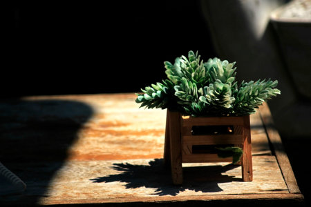 Potted plants placed on a wooden table.の写真素材