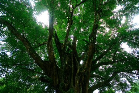 Large trees with green leaves cover a vast prison.