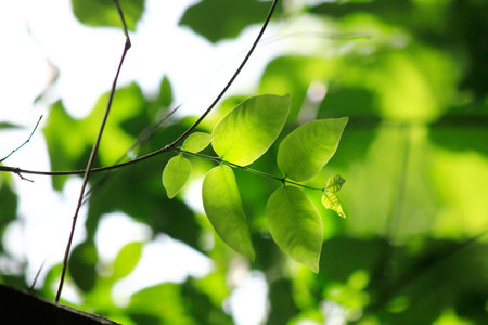 The sun shines through the green leaves.の写真素材